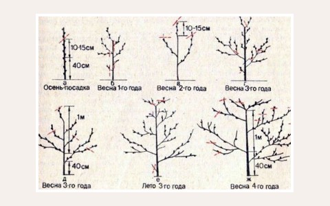 ЖК Абрикосов: планировка 4