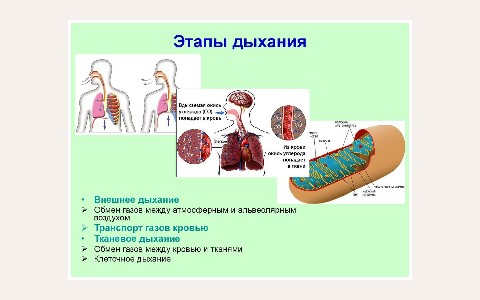 ЖК Дыхание: планировка 2
