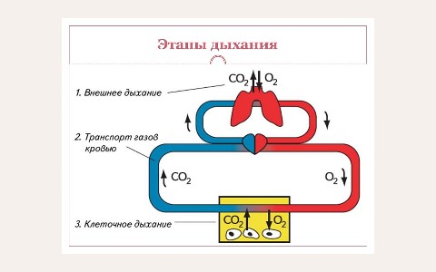ЖК Дыхание: планировка 3