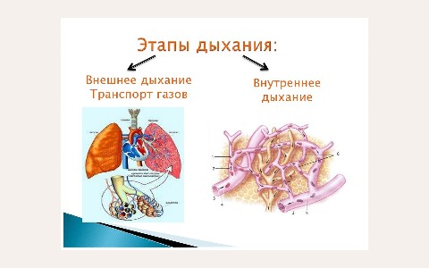 ЖК Дыхание: планировка 4